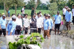 Pemkab Lamongan Realisasikan Tanam Padi 8.847 Hektare