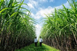 Danantara Siapkan Dana Rp 1,5 Triliun Beli Gula Petani