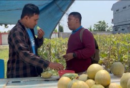 Urban Farming, Petik Melon di Kota Tuban