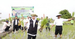 Hingga Oktober Mendatang, Produksi Beras Nasional Surplus 3,7 Juta Ton