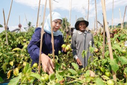 Gubernur Khofifah Minta Bupati dan Wali Kota Serap Tomat Petani untuk Stabilisasi Harga