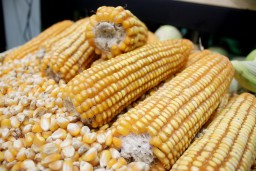 Bulog Siap Salurkan 52.400 Ton Jagung untuk 2.109 Peternak