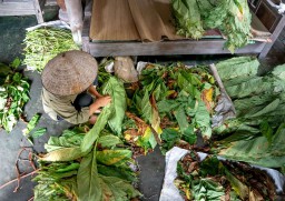 Kemarau Basah Bikin Produksi Tanaman Tembakau di Jombang Terhambat