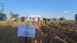 SGN Tanam Perdana Tebu Bongkar Ratoon di Situbondo