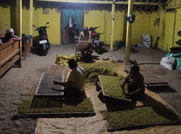 18 Ribu Buruh Bojonegoro Terima BLT Cukai Tembakau 2025