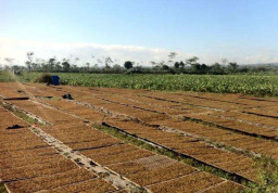 Harga Tembakau Kering di Jombang Masih di Bawah Normal
