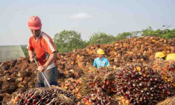 Pemerintah Jamin Produksi CPO Aman jelang Lebaran 2026
