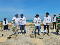 HCML Tanam 2.000 Cemara Udang di Gili Raja