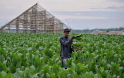 Perkuat Industri Tembakau, PTPN Siapkan 500 Hektar Lahan