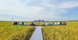 Syngenta Genjot Produktivitas Padi hingga 10 Ton/Ha