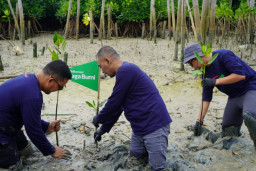 Dukung Pelestarian Lingkungan, Telkomsel Tanam 1.050 Bibit Mangrove