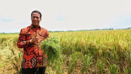 Mentan Pastikan Produksi Beras 2025 Naik 4,1 Juta Ton