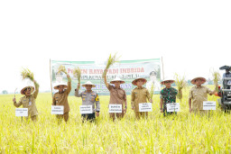 Produksi Padi Kabupaten Lamongan Capai 904 Ton