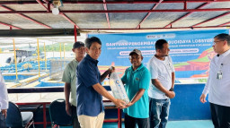 Pelindo Terminal Petikemas Dukung Pengembangan Usaha Budidaya Lobster di Ambon