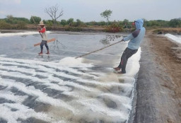 Cuaca Turunkan Kualitas dan Harga Garam Rakyat di Sampang