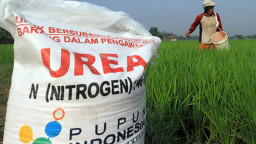 Serapan Pupuk Subsidi di Tulungagung Capai 90 Persen