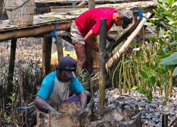10.000 Bibit Mangrove Disiapkan TPS untuk Keberlanjutan Ekosistem