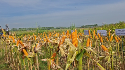 Bulog Madiun Target Serap 10.105 Ton Jagung Petani Tahun Ini