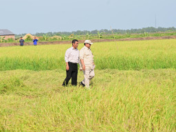 Prabowo : Tahun 2025 Indonesia Sudah Swasembada Pangan