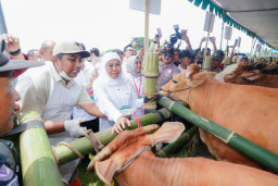 Gubernur Khofifah Distribusikan 453 Ribu Dosis Vaksin PMK Tahap I ke 38 Kabupaten/Kota