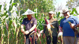 Bulog Madiun Sebut Serapan Jagung 1.455 Ton