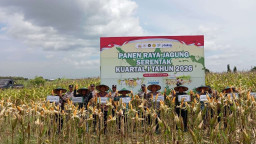 Bulog Madiun Serap Jagung dengan Harga Kompetitif