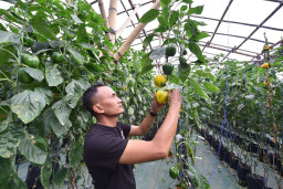 Kecamatan Tutur Pasuruan Jadi Penghasil Paprika Terbesar di Jatim