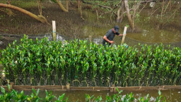 TPS Dorong Restorasi Pesisir Berbasis Pemberdayaan Petani Mangrove di Surabaya