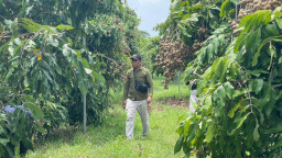 Kelengkeng Semi Organik di Bojonegoro, Ratusan Pohon Hasilkan Cuan Bagi Petani Lokal