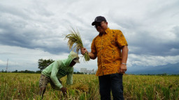 Bulog Jatim : Serapan Februari 2026 Capai 200 Ribu Ton