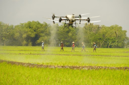Drone Masuk Sawah! Uji Teknologi Pemupukan di Lahan 50 Hektare di Bojonegoro