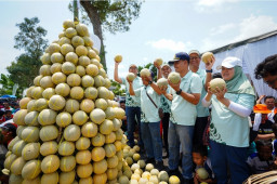 Petrokimia Gresik Dorong Produktivitas dan Pendapatan Petani Melon Pantura