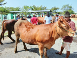 Jelang idul Adha, Harga Hewan Kurban Mulai Naik