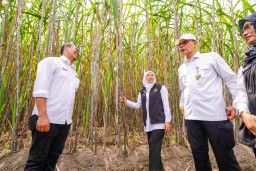 Gubernur Khofifah Pimpin Tanam Perdana Program Bongkar Ratoon Tebu Serentak di 11 Kabupaten se-Jawa Timur