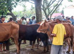Kebutuhan Hewan Kurban Naik 3,82 Persen, Kementan Pastikan Stok Aman