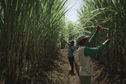 PT SGN Kembangkan Lahan Tebu 74.984 Hektar