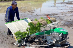 Petani Madiun Diimbau Percepat Tanam Antisipasi Puncak Kemarau