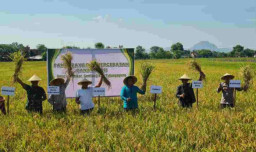 Produktivitas Lancar, Kabupaten Tulungagung Surplus Beras 50 Ribu Ton