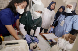 Pemkot Surabaya Sterilisasi 100 Kucing Gratis untuk Tekan Populasi Kucing Liar