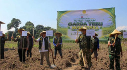 Tebu Panjalu Jadi Andalan Baru, Kediri Siap Jadi Motor Industri Gula Nasional