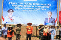 Perluasan Lahan Tebu Situbondo Lampaui Target Pemerintah