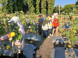 'Krenyes dan Manis!' Emak-Emak Antusias Petik Melon Langsung dari Kebun Petrokimia Gresik