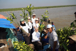PCK2L Gandeng SKK Migas dan Pemkab Gresik Tanam 10.000 Mangrove di Pesisir