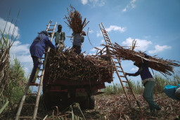 Petani Tebu Apresiasi Program Kementan, Optimistis Dukung Swasembada Gula