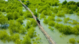 Petrokimia Gresik Tanam 1.000 Mangrove di Mengare, Tegaskan Komitmen Jaga Ekosistem Pesisir