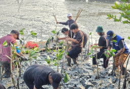 TPS Bersama DLH Surabaya Tanam 3.000 Mangrove di Tambak Sari Oso