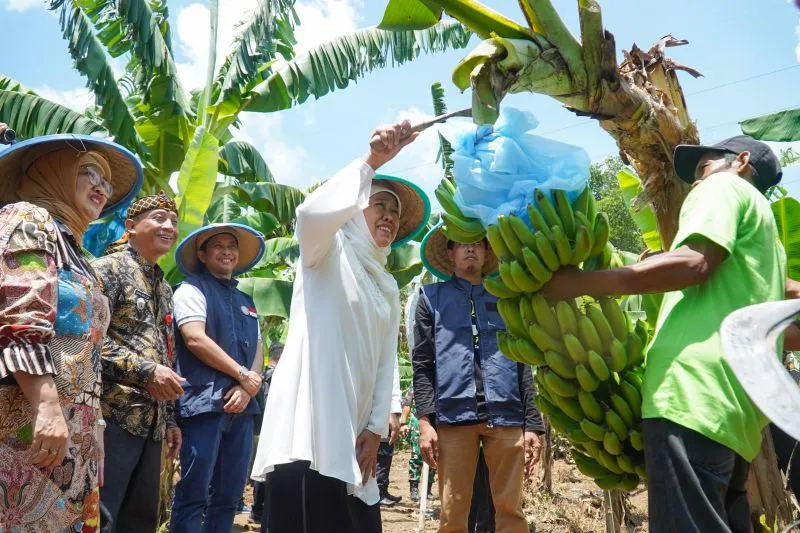Khofifah Dorong Pisang Cavendish Lumajang Tembus Pasar Ekspor