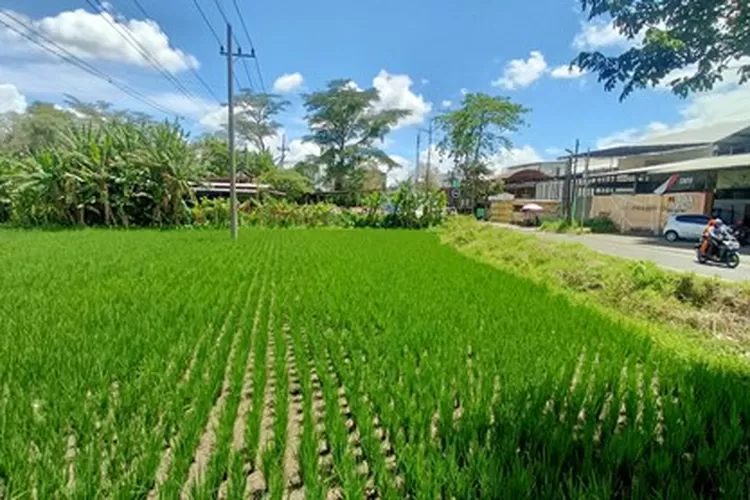 Luas Lahan Panen Padi di Kota Malang Susut 4,96 Persen