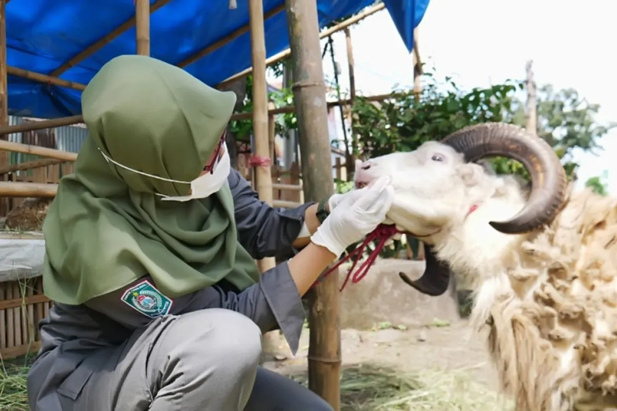 Pemkab Lumajang Jamin Ketersediaan Hewan Kurban Sehat