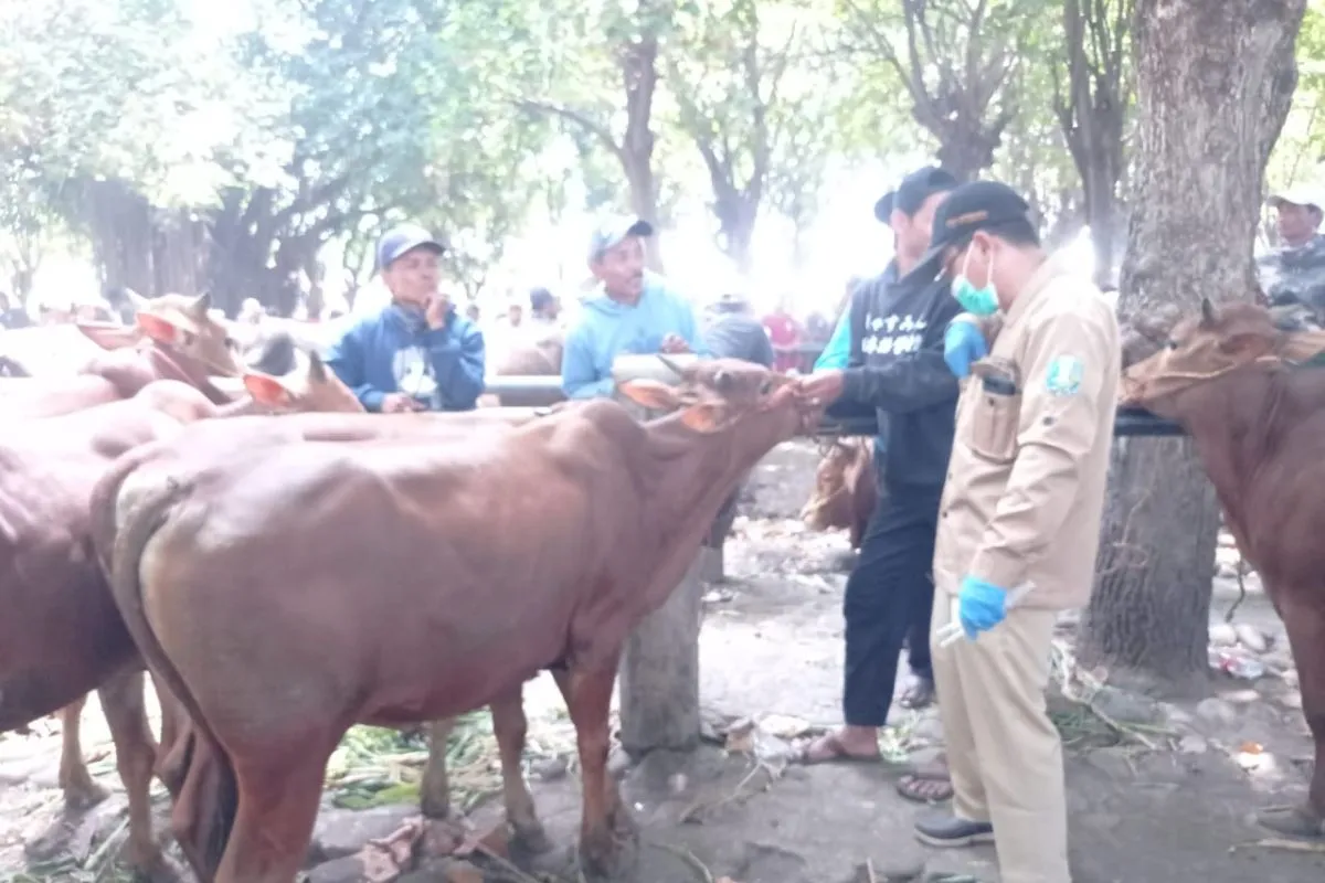 Dinas Peternakan Situbondo Sebar Petugas Kesehatan Periksa Hewan Kurban